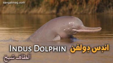 Photo of انڊس ڊولفن Indus Dolphin (ٻلھڻ)