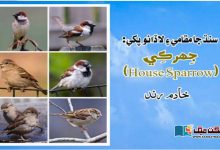 Photo of سنڌ جا مقامي ۽ لاڏائو پکي: جِهرڪِي (House Sparrow)