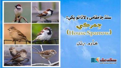 Photo of سنڌ جا مقامي ۽ لاڏائو پکي: جِهرڪِي (House Sparrow)